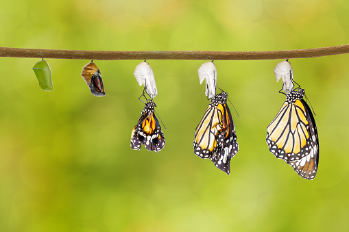 Transformation of common tiger butterfly emerging from cocoon with chrysalis