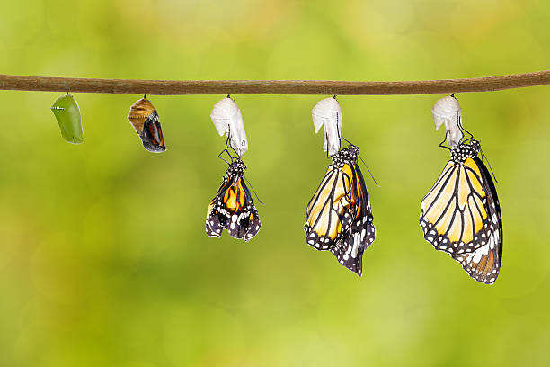 Transformation of common tiger butterfly emerging from cocoon Transformation of common tiger butterfly emerging from cocoon with chrysalis pupa stock pictures, royalty-free photos & images
