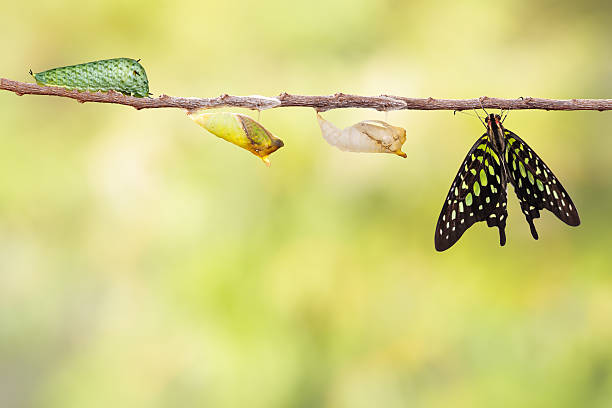 istock Tailed jay butterfly with chrysalis and caterpillar 538025346