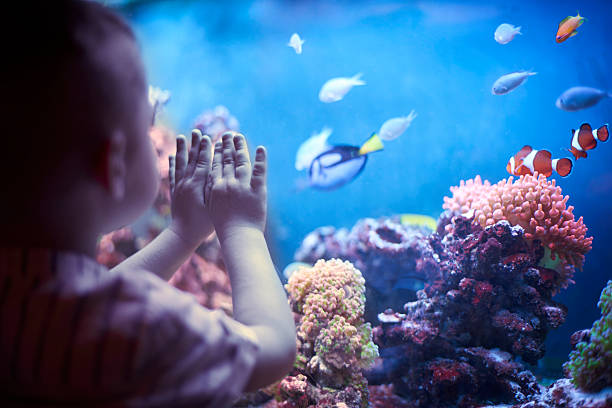 istock Little boy in the aquarium 538025906