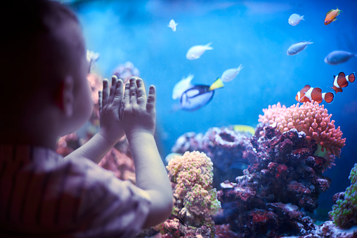 Little boy in the aquarium