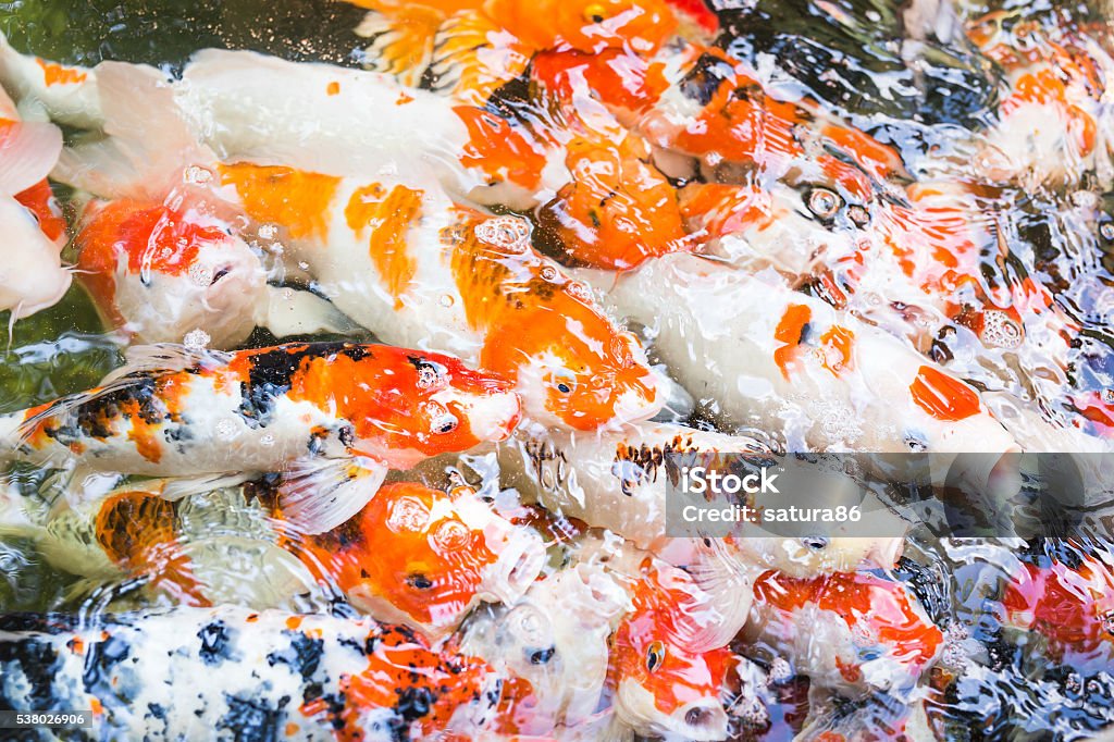 Feeding fish carp Feeding fish carp. orange and white fish in the lake Animal Stock Photo