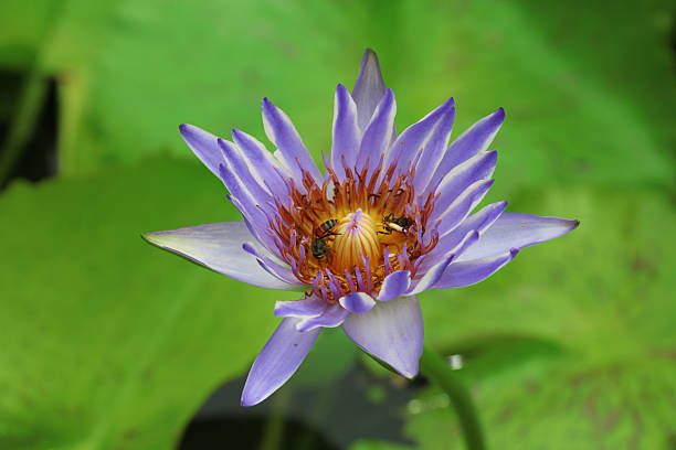 istock lotus. lotus flower. 538027306