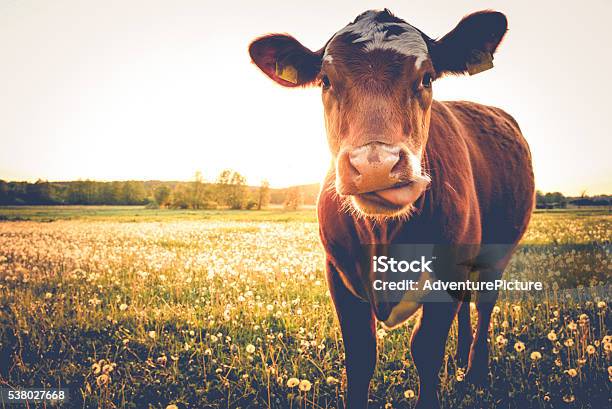 Foto de Uma Única Vaca Em Um Pradofeliz Modo De Exibição e mais fotos de stock de Fêmea de mamífero - Fêmea de mamífero, Pôr-do-sol, Gado de leite