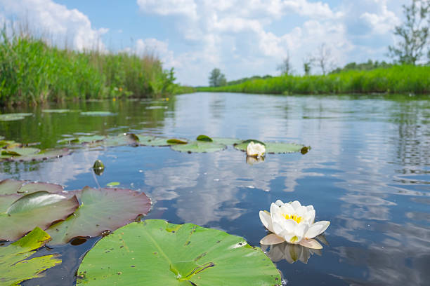 Water lily plants in the the Weerribben Wieden National Park in The Netherlands during a beautiful spring day.Water lily plants in the the Weerribben Wieden National Park in The Netherlands during a beautiful spring day.