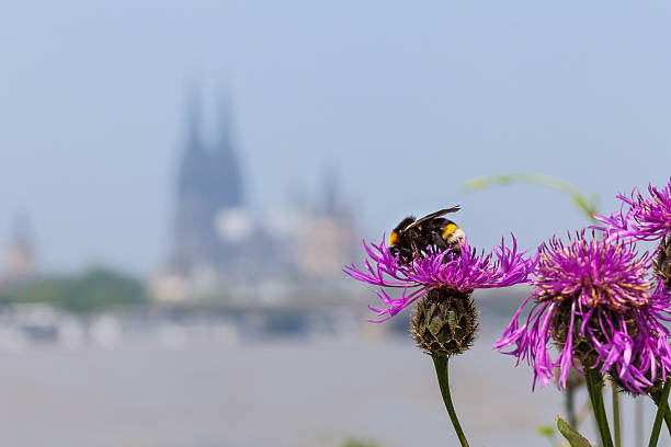 istock Cologne Cathedral, Germany in summertime 538028328