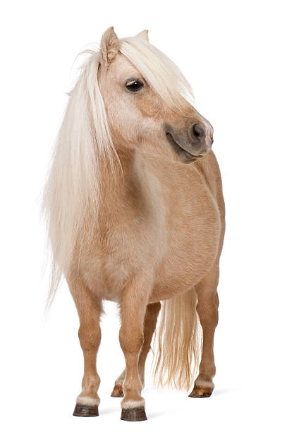 palomino-shetland-pony, equus caballus, 3 jahre alt, stand - piny stock-fotos und bilder