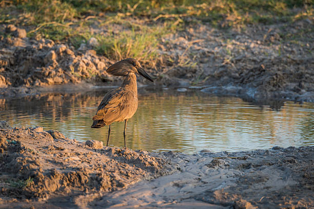 Hammerkop by muddy water hole at dusk