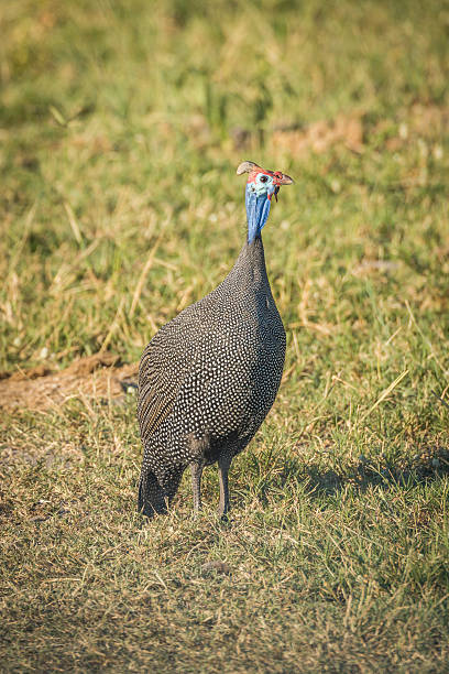 istock Helmeted guineafowl on grass starsing at camera 538029836