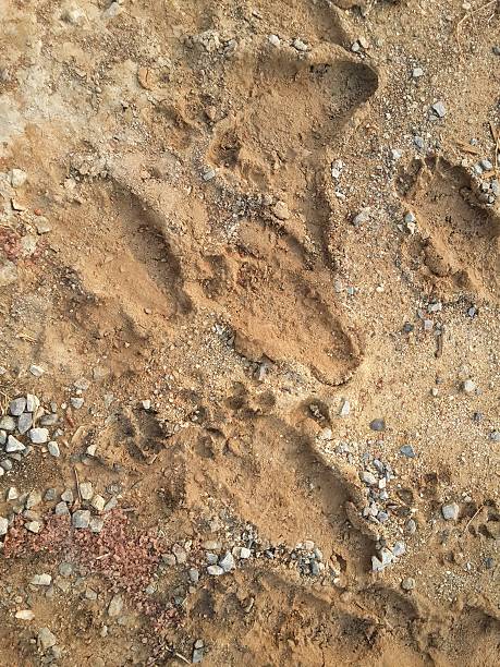 istock footprint on dry dirt soil 538029864