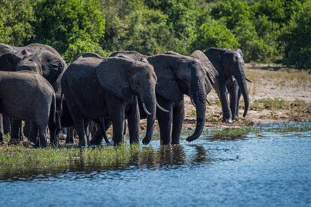 istock Herd of elephants drinking on wooded riverbank 538029996