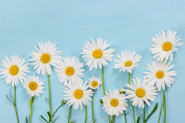 istock Chamomile flowers on light blue wooden background. 538030146