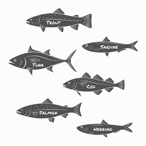 illustrazioni stock, clip art, cartoni animati e icone di tendenza di silhouette gruppo di pesce su sfondo bianco. - trout