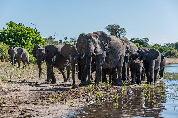 istock Herd of elephants walking along sunny riverbank 538030354