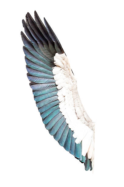 istock bird wings isolated on white background 538030544