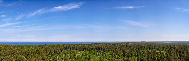 alto punto panoramico di conifero foresta - hiiumaa foto e immagini stock