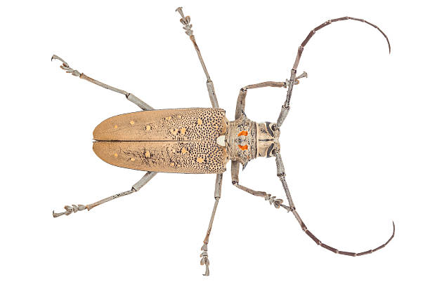 istock Close up of a Longhorn beetle ( Coleoptera-Cerambycidae ) 538031108