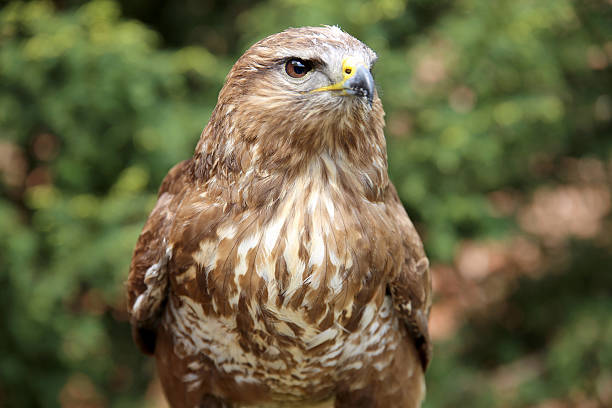 Close up of a common buzzard on natural environment