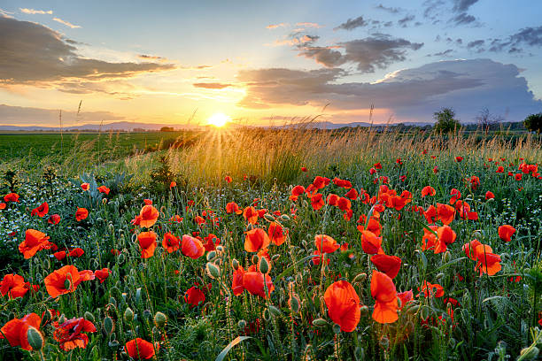 istock Poppies field flower on sunset 538033738
