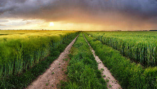 istock Field nature landscape at sunset with path 538033742