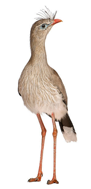 Red-legged Seriema or Crested Cariama, Cariama cristata, standing in front of white background
