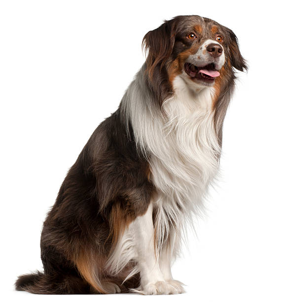 istock Australian Shepherd dog, 4 years old, sitting 538034308