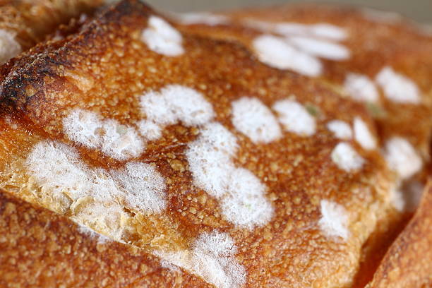 istock Moldy loaf of bread, close-up 538034496