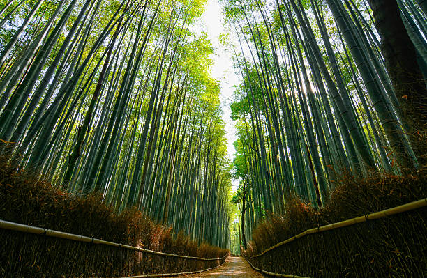 istock Path through lush green forest of giant bamboo in Arashiyama 538034570