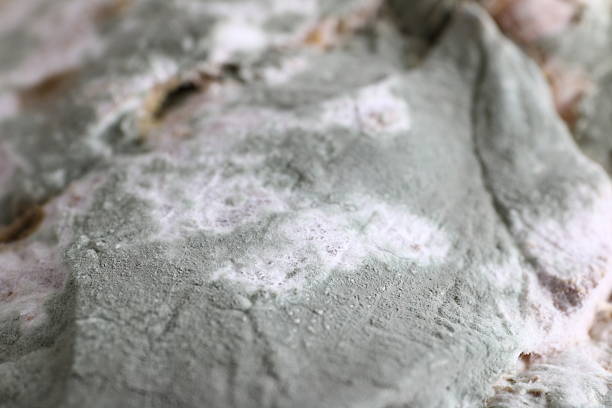 istock Loaf of bread covered in green mold, close-up 538034648