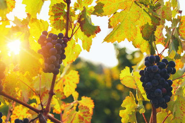 istock Vineyard at autumn harvest 538034666