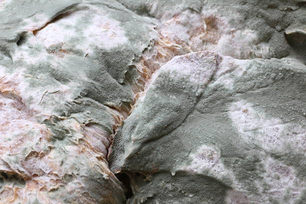 istock Bread covered in white and green mold, close-up 538034742