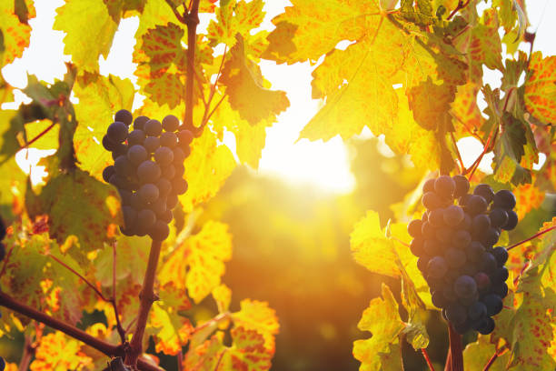 istock Vineyard at autumn harvest 538034806