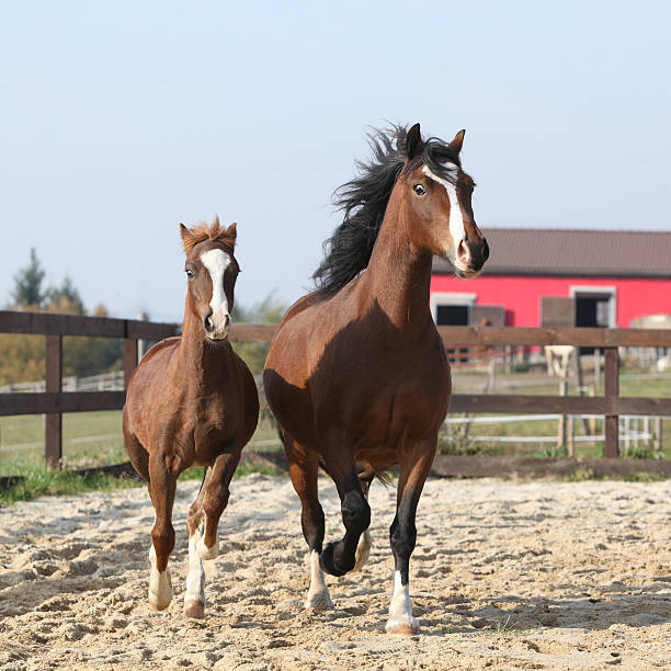 Amazing mare with beautiful foal running Amazing mare with beautiful foal running together in front of the stable welsh pony foal stock pictures, royalty-free photos & images