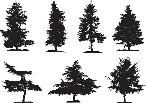 Coniferous trees silhouettes collection on white background , on different layers