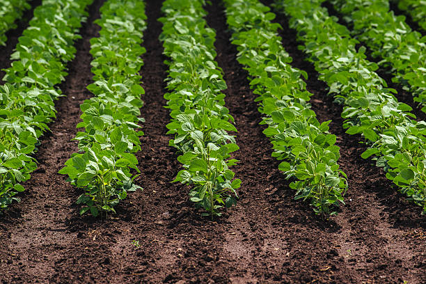 istock Rows of cultivated soy bean crops 538035382