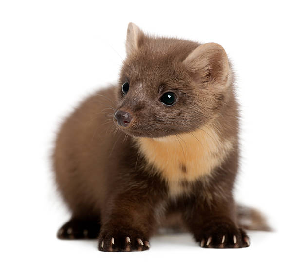 istock European Pine Marten or pine marten, Martes martes sitting 538035818