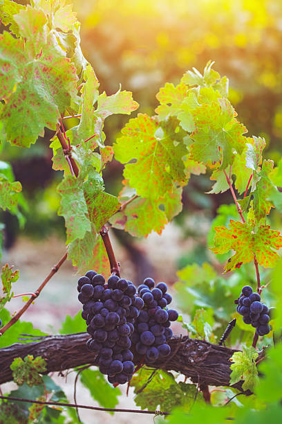 istock Vineyard at autumn harvest 538036002