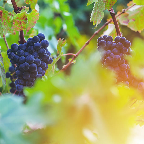 istock Vineyard at autumn harvest 538036124