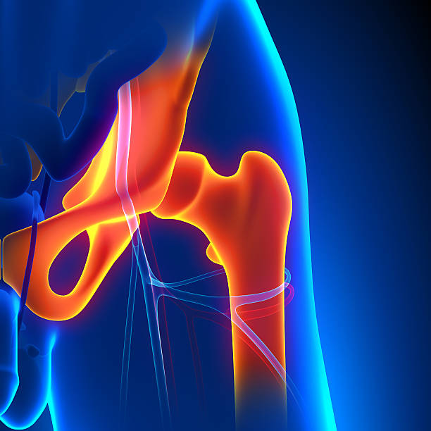 istock Hip Joint Anatomy Pain concept with Circulatory System 538036289