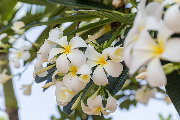 Plumeria or Frangipani blossom.