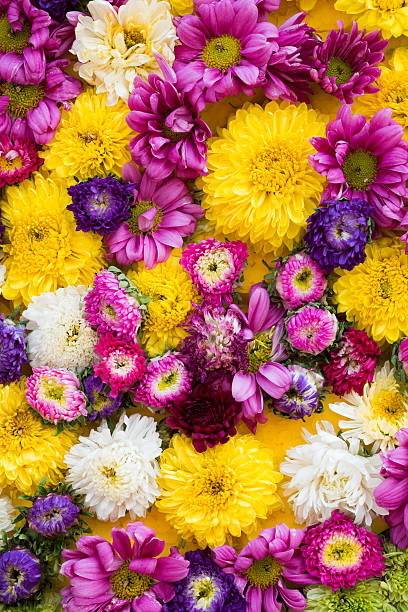 istock Colorful design pattern of flower texture and background 538036691