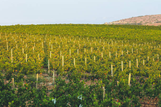 istock Vineyard at autumn harvest 538036720