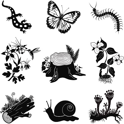 A vector illustration of a North American forest icon set in black and white. An EPS file and a large jpg are included in this download.