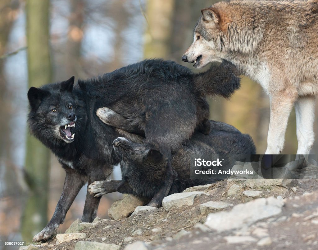 Fighting Schwarz Wolves - Lizenzfrei 2015 Stock-Foto