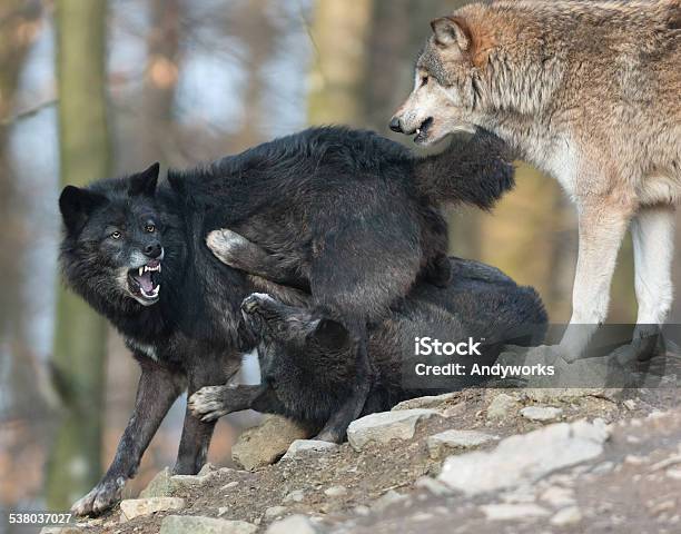 Fighting Schwarz Wolves Stockfoto und mehr Bilder von 2015 - 2015, Aggression, Baum