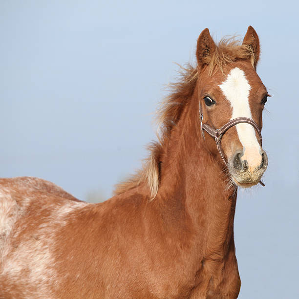 Amazing foal looking at you Amazing foal with halter looking at you welsh pony foal stock pictures, royalty-free photos & images