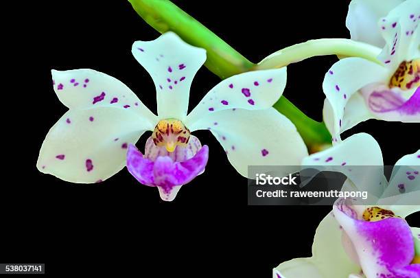 Rhynchostylis Gigantea Stock Photo - Download Image Now - 2015, Botany, Bouquet