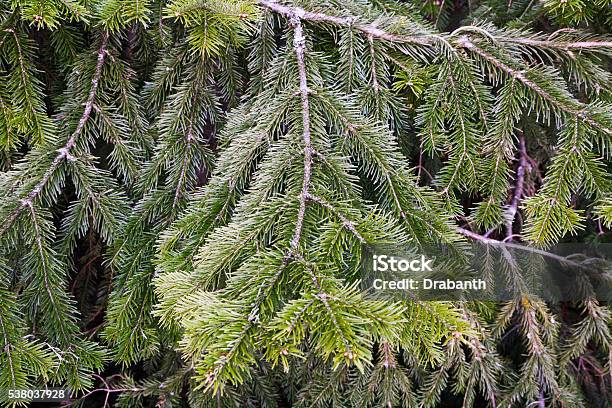 Lots Of Multilayer Spreading Furry Green Conifer Branches Stock Photo - Download Image Now