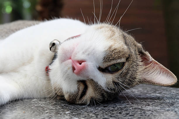istock Close up of sleepy cat. 538038042