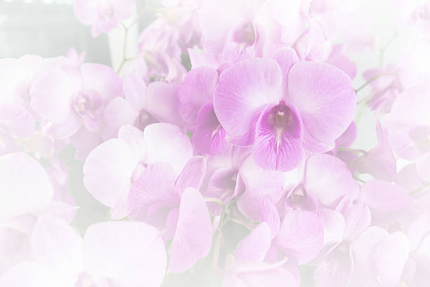 istock Beauty purple orchid on light filters background 538039155